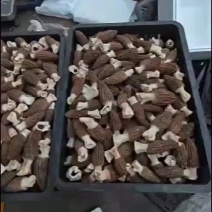 云南基地羊肚菌上市了