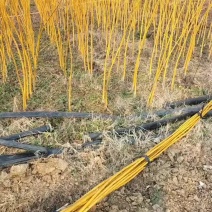 金枝槐小苗