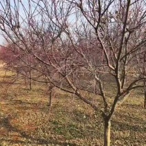 中国枫日本枫，三季红红舞姬1到12公分苏北货源