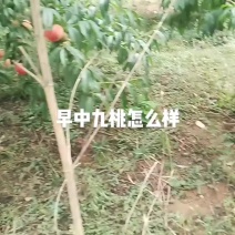 早中九桃树苗