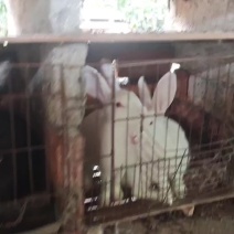重庆活肉兔