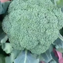 优质耐寒西兰花大量上市产地直发可供超市市场，量大优惠！