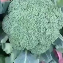 浙江台州优质耐寒西兰花货源充足产地直发