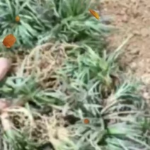 精品无土玉龙草日本矮麦冬地苗盆苗基地直发根系好成活率高