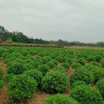 基地直供常绿灌木精品海桐球海桐毛球海桐杯苗海桐地苗及芽苗