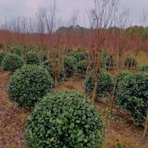 基地直供常绿灌木金玉满堂无刺枸骨球耐修剪易成活适应性强