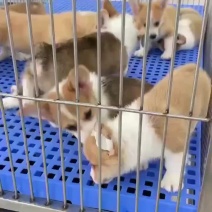 精品柯基幼犬