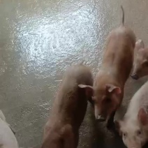 猪