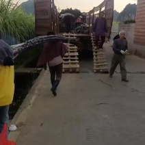 黑皮果蔗