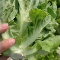 生菜