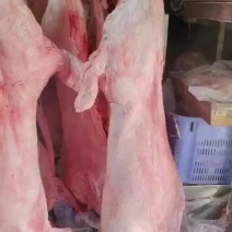 羊白条去皮羊酮体一只起发常年大量现货