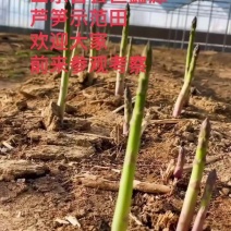 航天6号杂交一代芦笋苗批发零售，四季供应