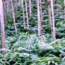 砂仁苗