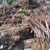 毛桃苗