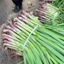 红根蒜苗基地直发品质保证欢迎大家来电咨询