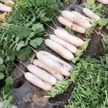 遂宁长白罗卜