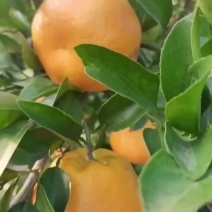四川晚碰柑