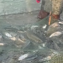 大草鱼规格齐全货源充足