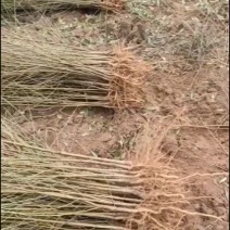 毛桃苗须要可以预约
