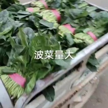 产地有机波菜继续大量供货，多量大代发全国。