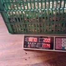野生麦冬，野生天门冬
