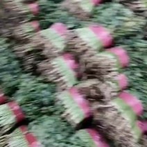 产地香菜继续大量供应，要的老板可以联系，这边可以长期供货