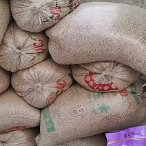 大豆一万多斤