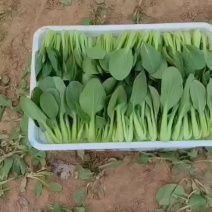精品上海青，小白菜，菠菜，油麦菜，香菜，芹菜，菜花，甘蓝