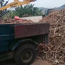 工业木薯