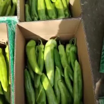 【推荐】大量供应优质尖椒产地发货对接批发商欢迎来电