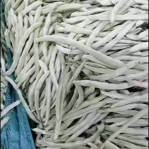 大量供应优质白不老，基地发货质量保证对接大型批发
