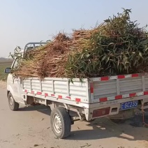 新品种桃树苗