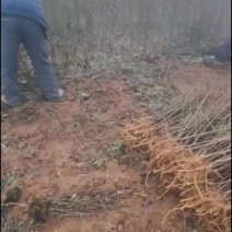 毛桃苗