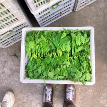 豌豆尖，豌豆苗批发，自家基地货