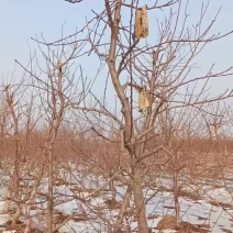 新品种桃树苗