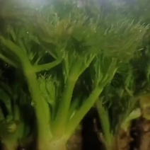 省内包邮刺嫩芽礼盒，还有楼上养着看着吃礼桶，大量批发零售