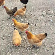 黄羽土鸡，较小品种，天然放养，肉质紧实，味道鲜美，健康