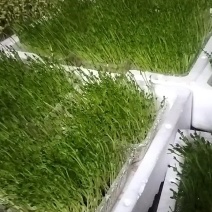豌豆芽