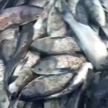 批发花鲢，花鲢鱼苗，各种垂钓用成品鱼皮毛好，包成活