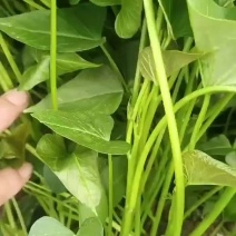 商薯19红薯苗，床苗西瓜红红薯苗，大田西瓜红红薯苗，龙9
