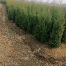 蜀桧/产地直发品质好需要的老板电话联系