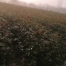 石楠大杯苗/产地直发品质好货支持全国发货