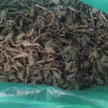 精品冻蝎通货，年前特价580一斤，数量有限，先到先得