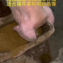 提高免疫力更健康养殖猪猪超爱吃低成本养殖#发酵饲料