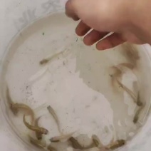 虹鳟鱼苗又名淡水三文鱼适应水温0-28度可观赏可食用