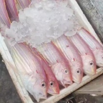 金丝鱼