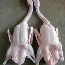 三鸟批发供应