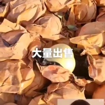 【精品】纸袋黄元帅，宁夏中卫沙坡头冰糖心苹果大量上市