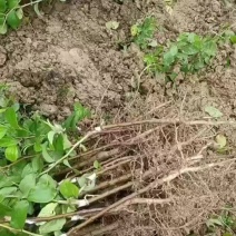大青枣苗，蜜丝枣苗，苹果枣、果子脆甜，庭院种植当年结果