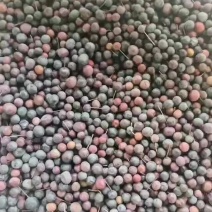 土茯苓种子